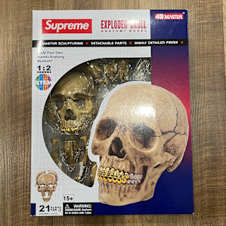 Supreme 4D Model Human Skull Natural